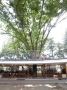 Tezuka Architects-Fuji Kindergarten -2