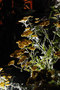 DALD - David Atkinson Lighting Design -8
