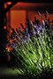 DALD - David Atkinson Lighting Design -11