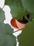 Uli Budde-Plant Pot -2