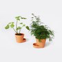 Uli Budde-Plant Pot -1