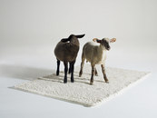 Pudelskern-Fat Sheep -1