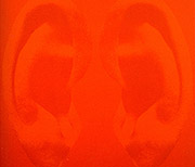 "Design Ears" fabric wall panel