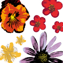 Hornschuch Painted flowers Pellicole / Adesivi da parete