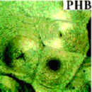 Polyhydroxybutyrates (PHB) reinforced by nano particles