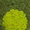 Verde Profilo-3