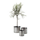 Rexite Nox Flora