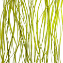 3form Europe Seaweed Glas