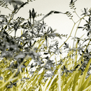 Berlintapete Flora