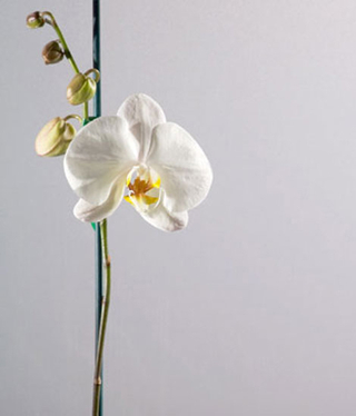 White Ecoresin™ Paneel 3form Europe