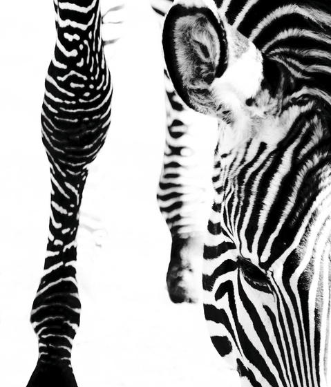 Animal Berlintapete