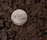 corks | moooi