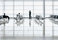 Airline | Vitra