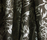 Sleeping Rose Vorhangstoff | Kvadrat