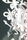 Icy Lady series | Brand van Egmond
