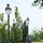 Pole-top luminaires B1724/B1725 | BOOM