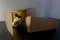 Cardboard Suite Hotel [installation] | zhdk / Departement Design
