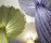 Morning Glory | Aqua Creations