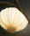Palm | Aqua Creations