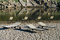 Playa | EMU Group