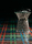 Kilt Black | Bisazza