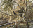 Eames House Bird | Vitra