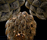 Protea Chandeliers | Willowlamp