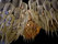 Protea Chandeliers | Willowlamp