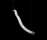 Wave | Foscarini