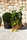 Botanic Pot | Cane-line