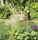 Sun Deck | FLORA