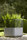 UUU | FLORA