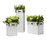 Box | FLORA