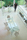 Carlo Magno | Gallotti & Radice