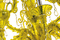 Taif | Barovier&Toso