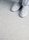 Polyflor Primus 2000 SD | objectflor
