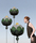 Botanic | Bolon