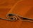 Susanna blankets | Steiner