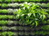 Moving Hedge | Greenworks