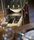 bordbar silver edition | bordbar