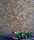 Natives | Movida | Elitis