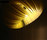 Moonjelly LEMON | Limpalux