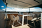 SPINNAKER | Roda