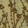 Climb | Maharam