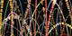 Echo, Wow And Flutter; Sideways, Flopped And Mirrored | Maharam
