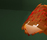 Armadillo | lzf