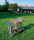 Suzette | Metalco Home