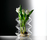 Vases | Auerberg