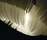 Moonjelly CORONA | Limpalux