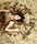 Cocomosaic Tiles | Cocomosaic